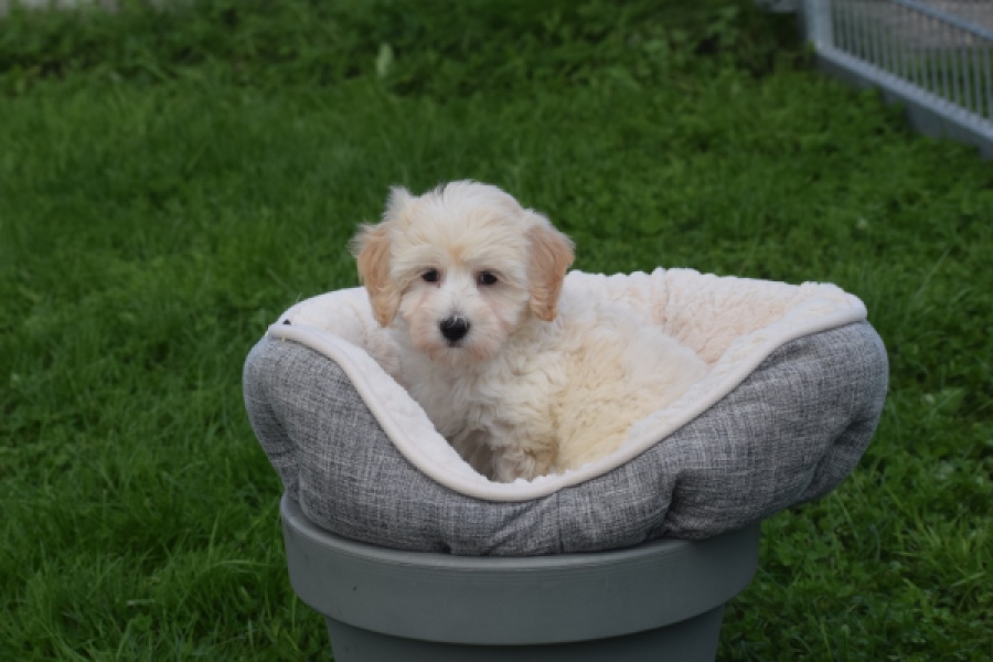 Maltipoo (reu) 29427
