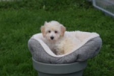 Maltipoo (reu) 29427