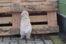 Maltipoo (reu) 29427