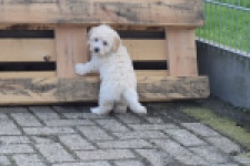 Maltipoo (reu) 29427