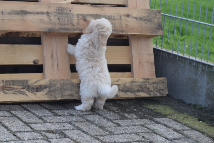 Maltipoo (reu) 29427