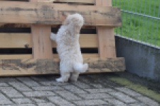 Maltipoo (reu) 29427