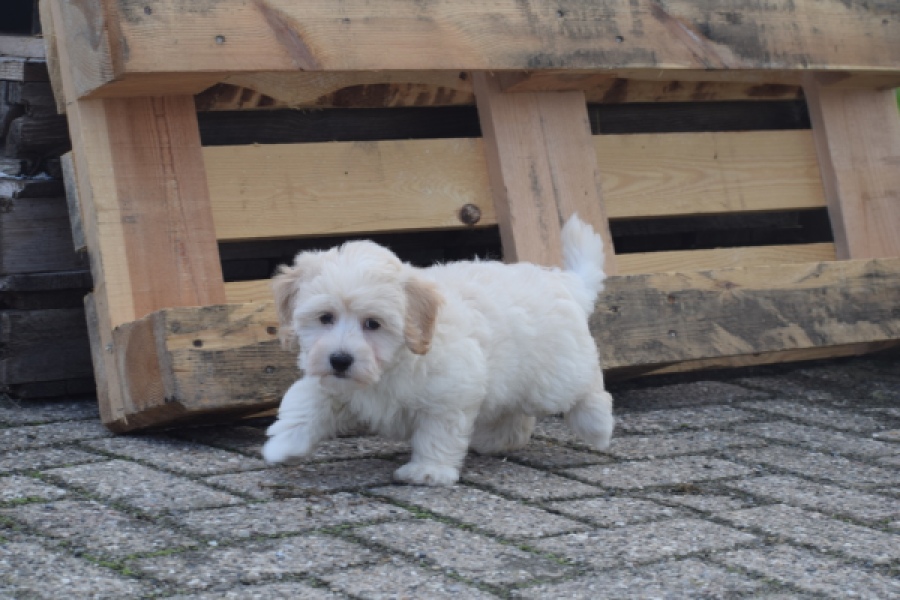 Maltipoo (reu) 29427