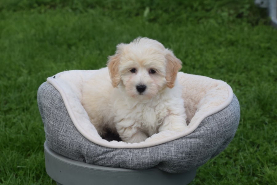 Maltipoo (reu) 29427