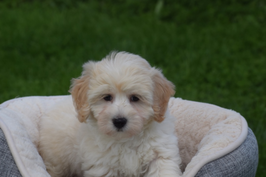 Maltipoo (reu) 29427