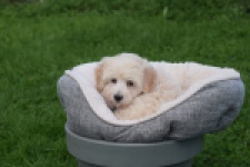 Maltipoo (reu) 29427