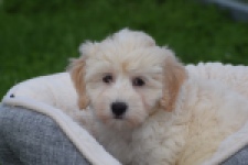 Maltipoo (reu) 29427