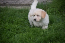 Maltipoo (reu) 29427