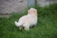 Maltipoo (reu) 29427
