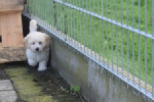 Maltipoo (reu) 29427