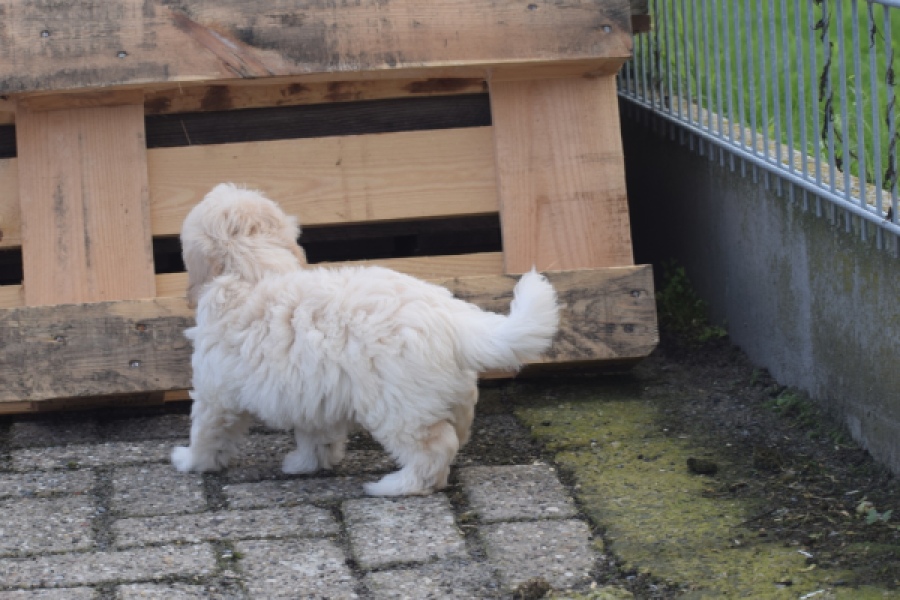 Maltipoo (reu) 29427