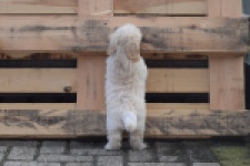 Maltipoo (reu) 29427