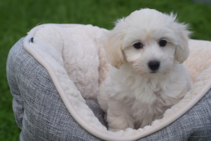 Maltipoo (teef) 29436