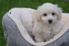 Maltipoo (teef) 29436