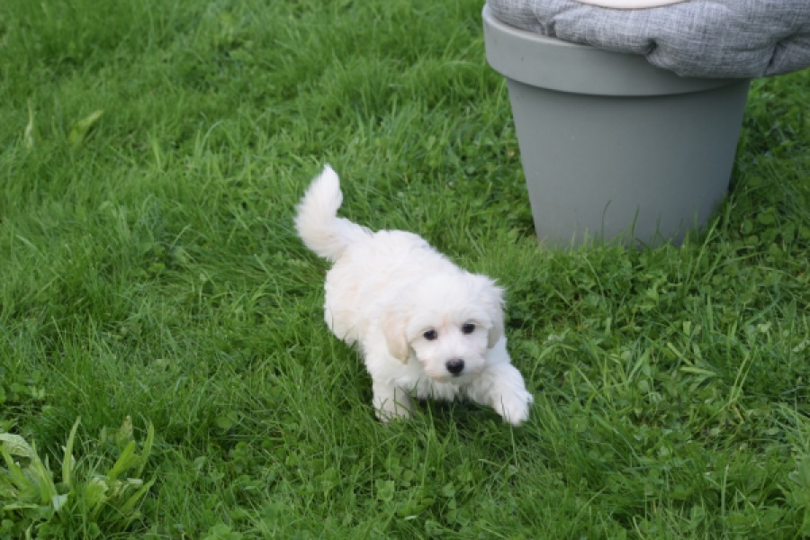 Maltipoo (teef) 29436