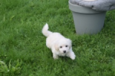 Maltipoo (teef) 29436