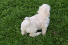 Maltipoo (teef) 29436