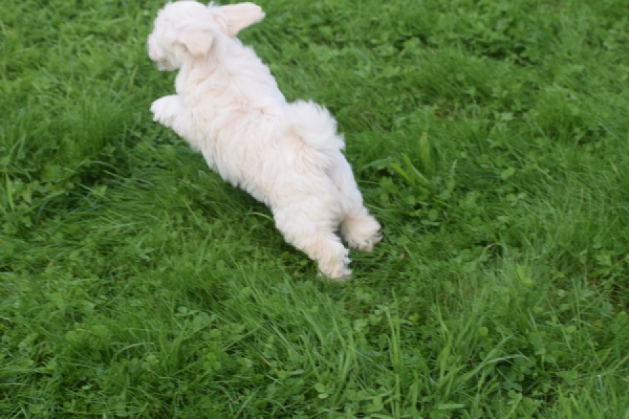 Maltipoo (teef) 29436