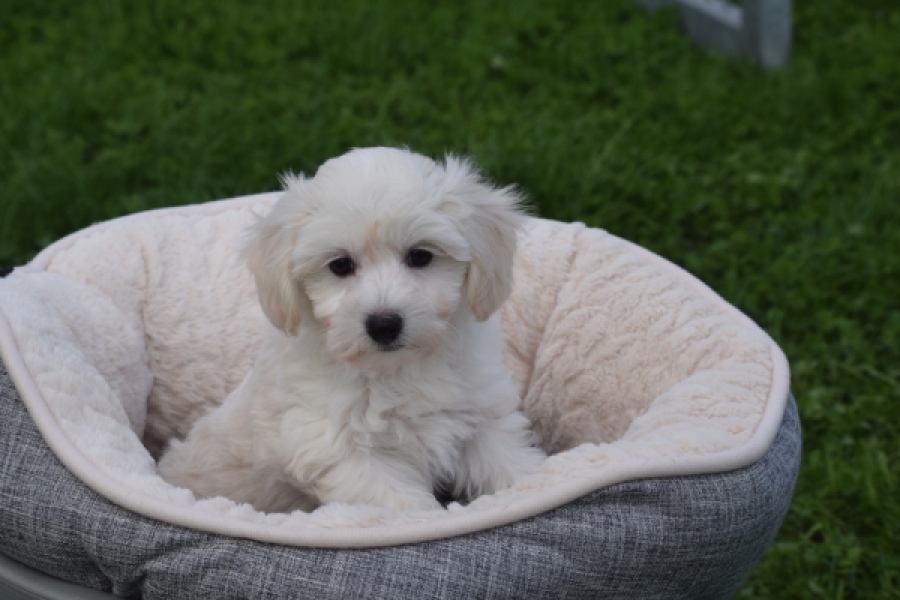 Maltipoo (teef) 29436