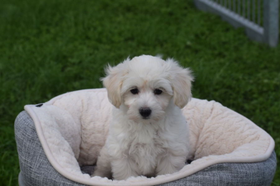 Maltipoo (teef) 29436