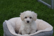 Maltipoo (teef) 29436