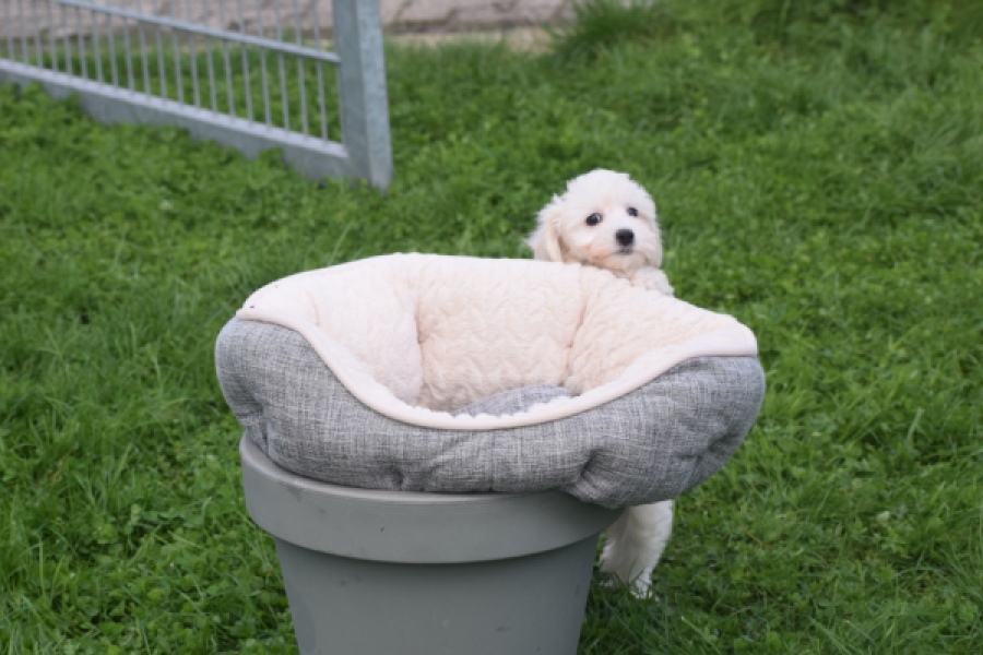Maltipoo (teef) 29436