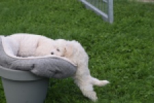 Maltipoo (teef) 29436