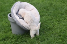 Maltipoo (teef) 29436