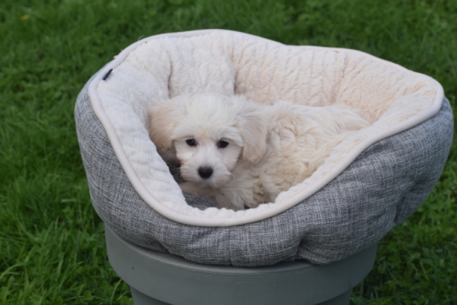 Maltipoo (teef) 29436