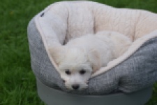 Maltipoo (teef) 29436