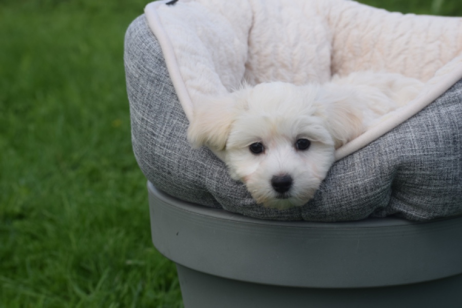 Maltipoo (teef) 29436
