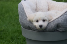 Maltipoo (teef) 29436