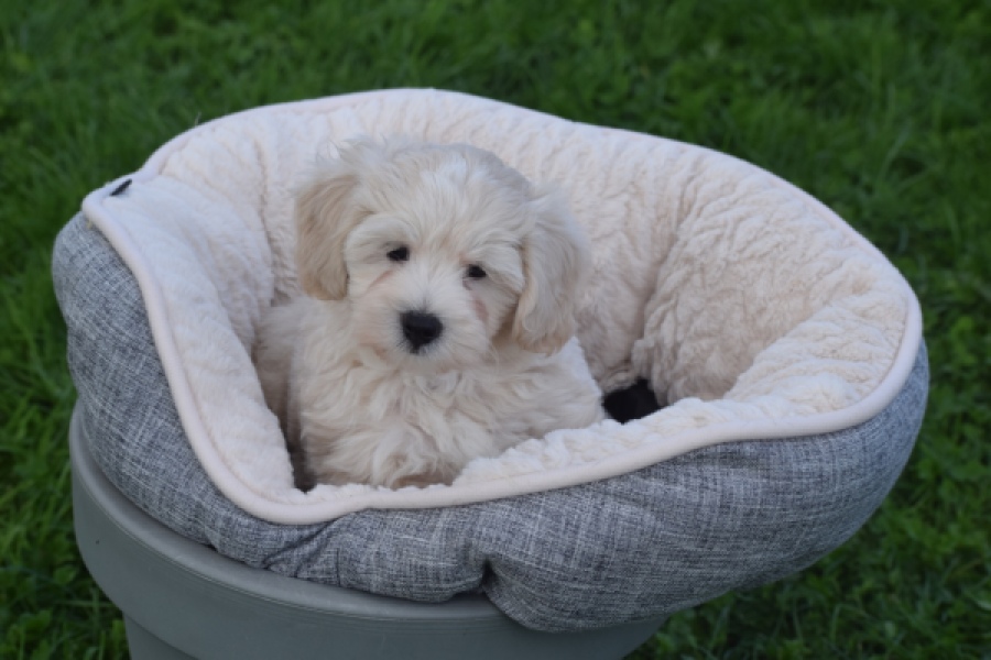 Maltipoo (reu) 29423