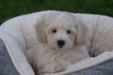 Maltipoo (reu) 29423