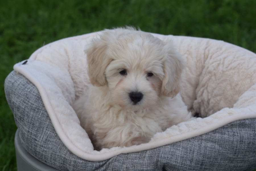 Maltipoo (reu) 29423