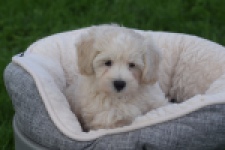 Maltipoo (reu) 29423