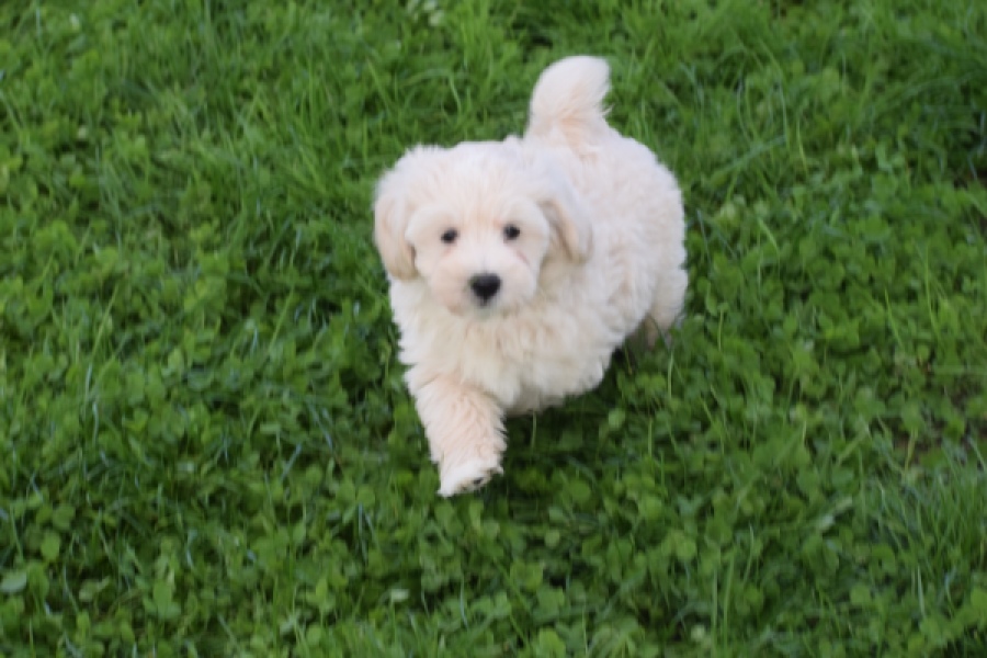 Maltipoo (reu) 29423