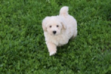 Maltipoo (reu) 29423