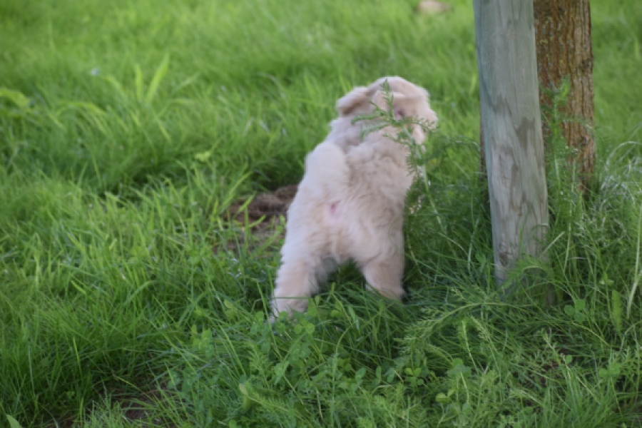 Maltipoo (reu) 29423