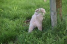 Maltipoo (reu) 29423