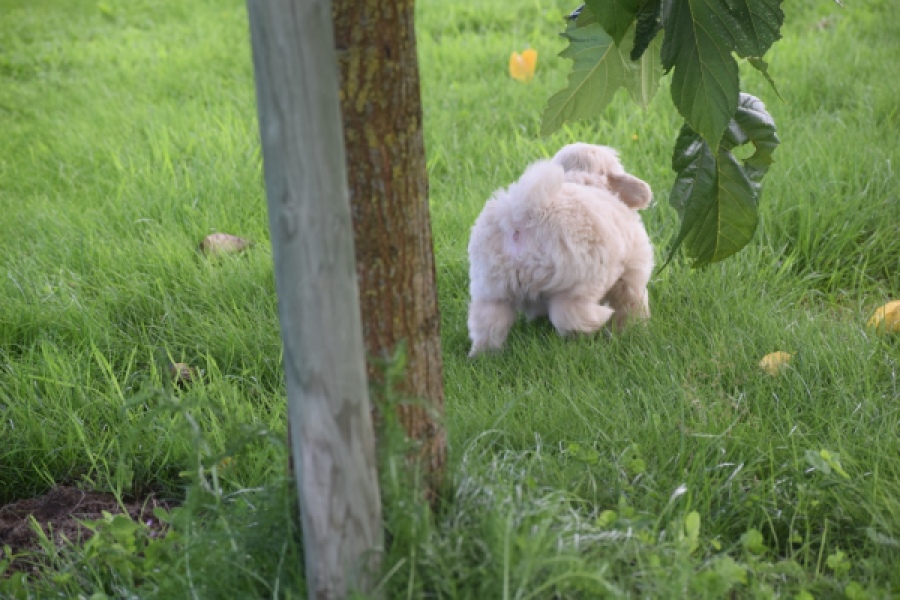 Maltipoo (reu) 29423