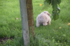 Maltipoo (reu) 29423