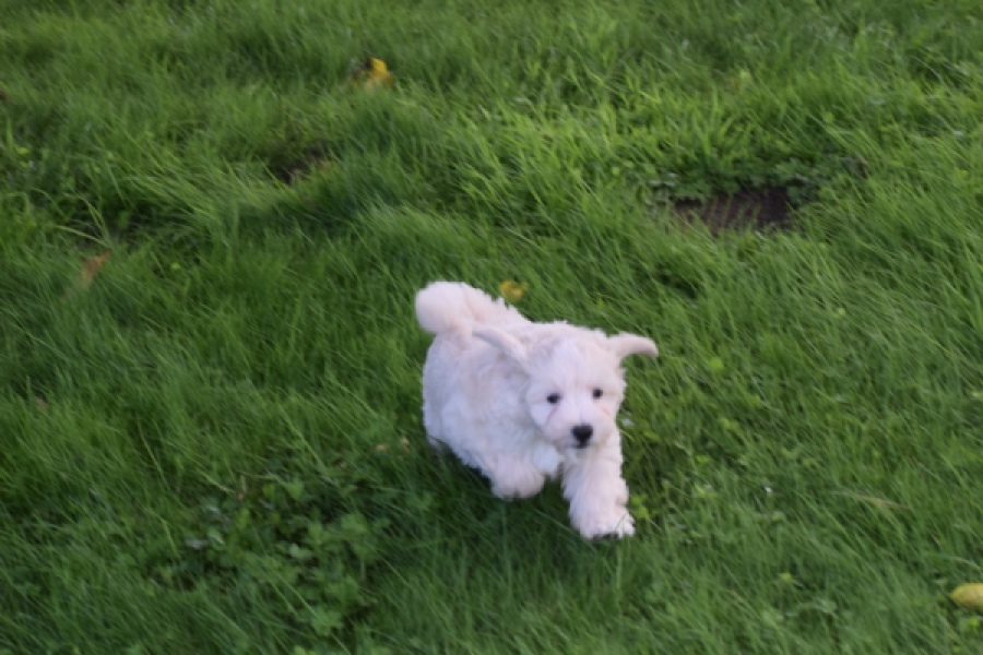 Maltipoo (reu) 29423