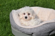 Maltipoo (teef) 29422