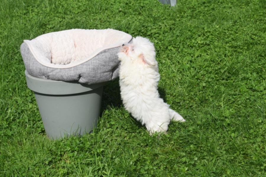 Maltipoo (teef) 29422