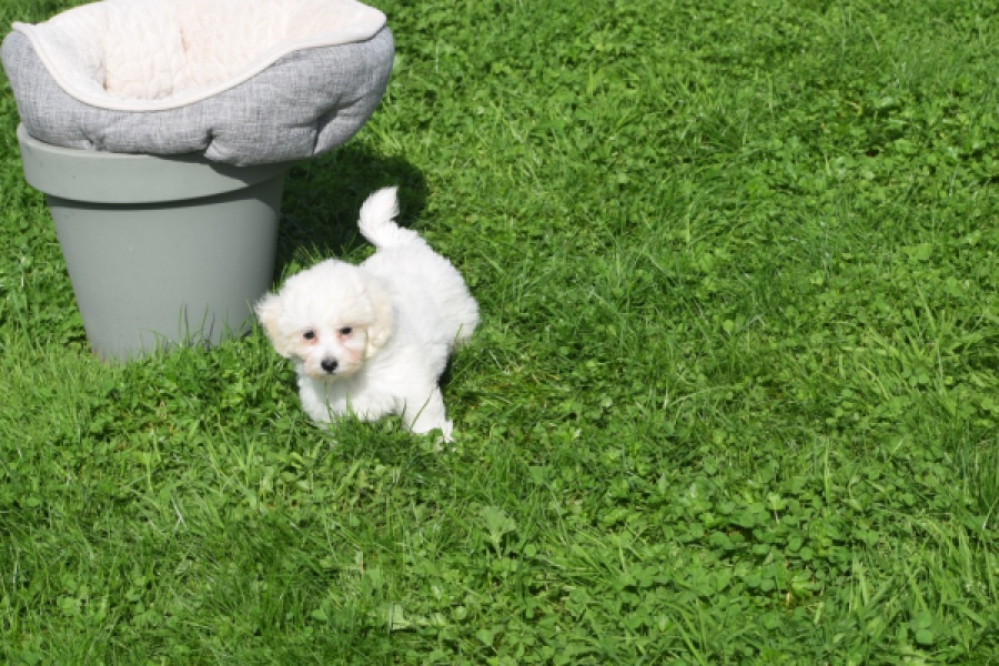 Maltipoo (teef) 29422