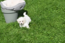 Maltipoo (teef) 29422