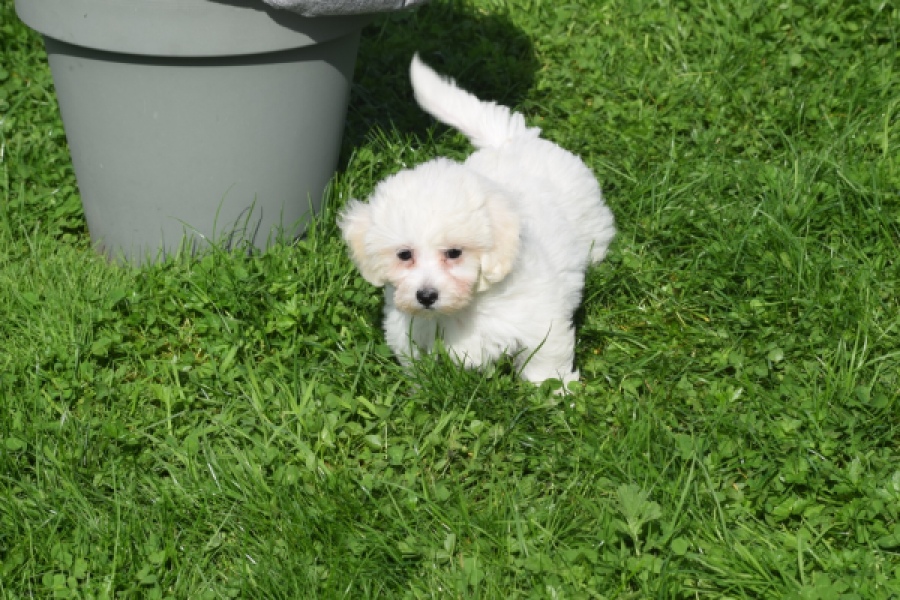 Maltipoo (teef) 29422