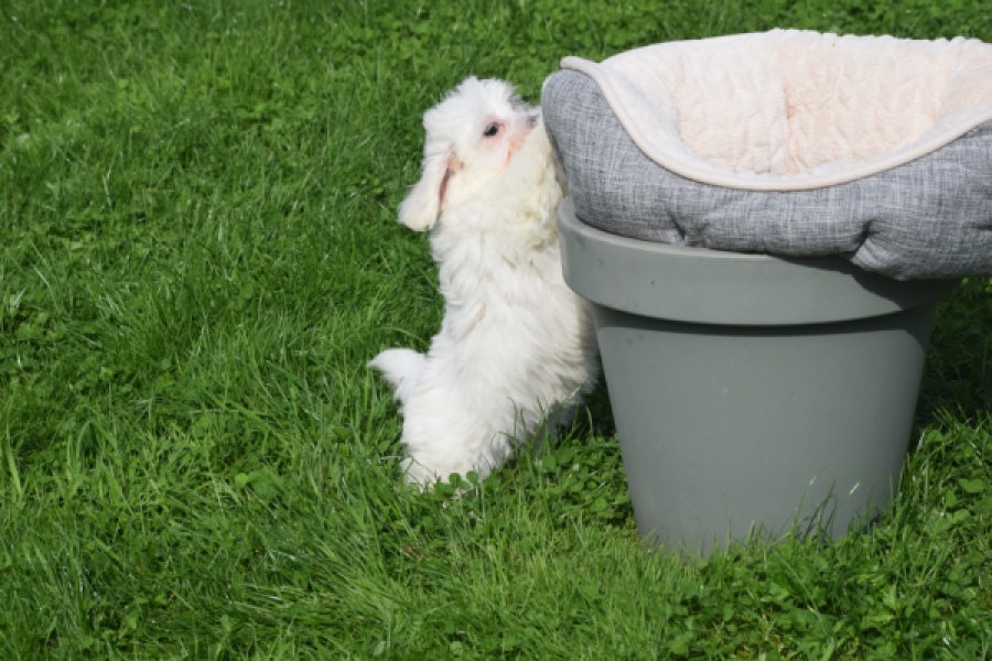 Maltipoo (teef) 29422