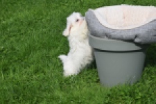 Maltipoo (teef) 29422